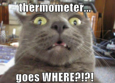 photo of cat realizing where thermometer goes