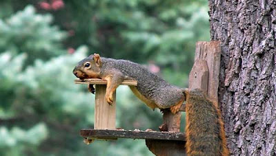 photo of a tired squirrel