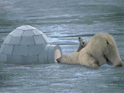 photo of a polar bear looking into an igloo