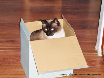 Photo of Koko sitting in a box