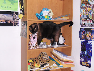 koko on the bookshelf