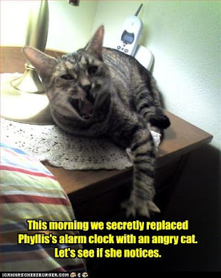 photo of an alarm cat