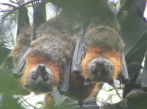 Grey Headed Flying Foxes