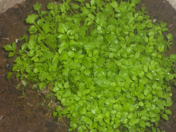 Watercress