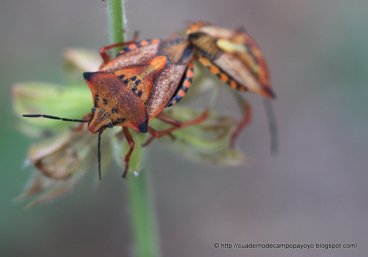 Cuaderno de Campo Payoyo: Insectos en Las Covezuelas