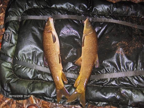 Mais 2 Barbos Sra da Ribeira Aguieira 30 outubro 2008