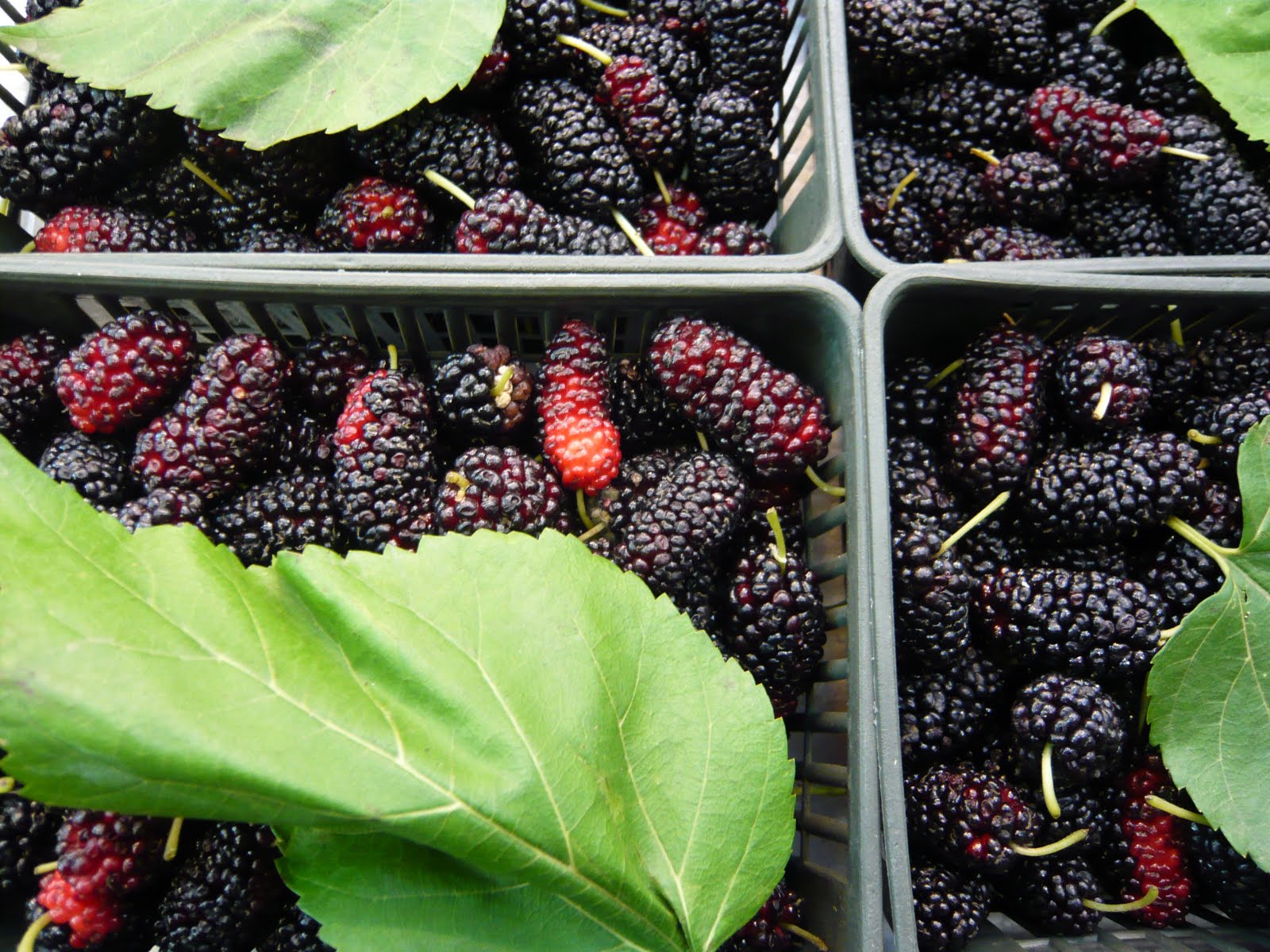 [mulberry.JPG]