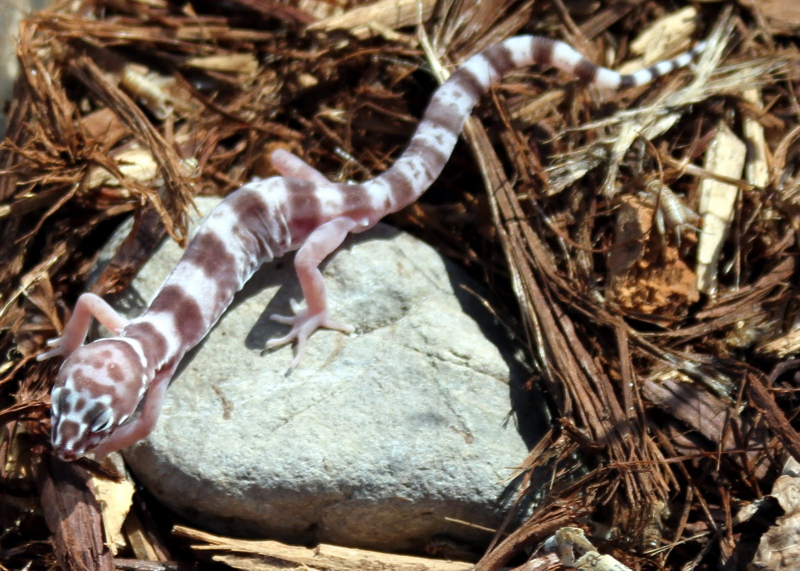 Jim Cloer's Arizona Desert August 2010