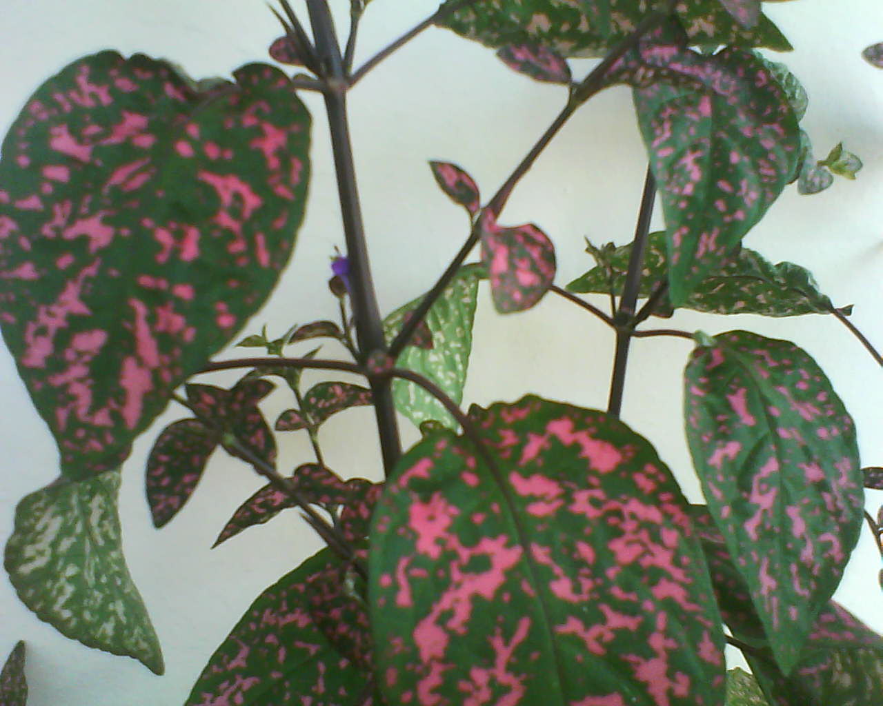 Temperate climates a small guide to organic and ecological everyday