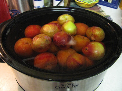 Just Plummy: How to Make Sand Plum Jelly