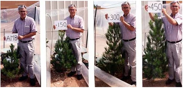 [WoodyFourLevelsOfCO2Enrichment.jpg]