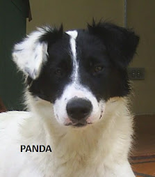 PANDA