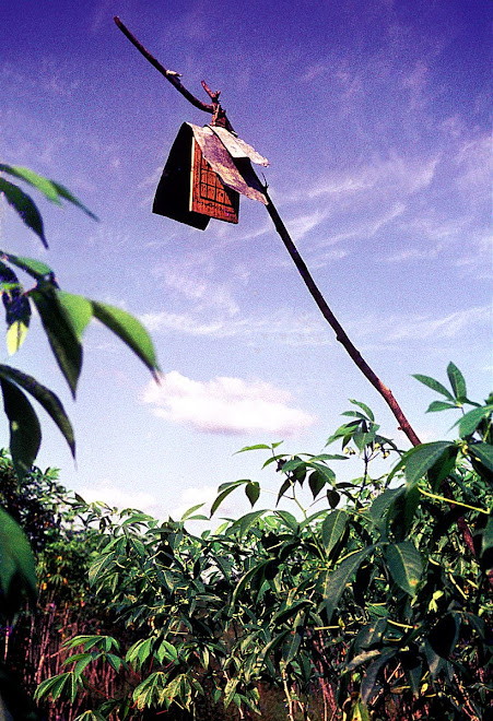 medicine for Casava  near Kenema