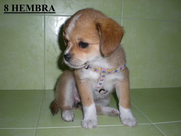 Cachorro de raza pequeña - Imagui