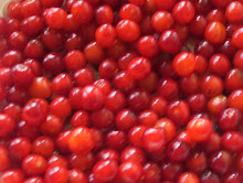 Wild Cherries Fresh Picked From A Cherry Tree