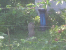 A Groundhog That Is The Size Of A Small Bear Cub