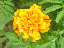 Fancy Marigold From Last Year's Deadhead Seeds In The Neighbor's Garden