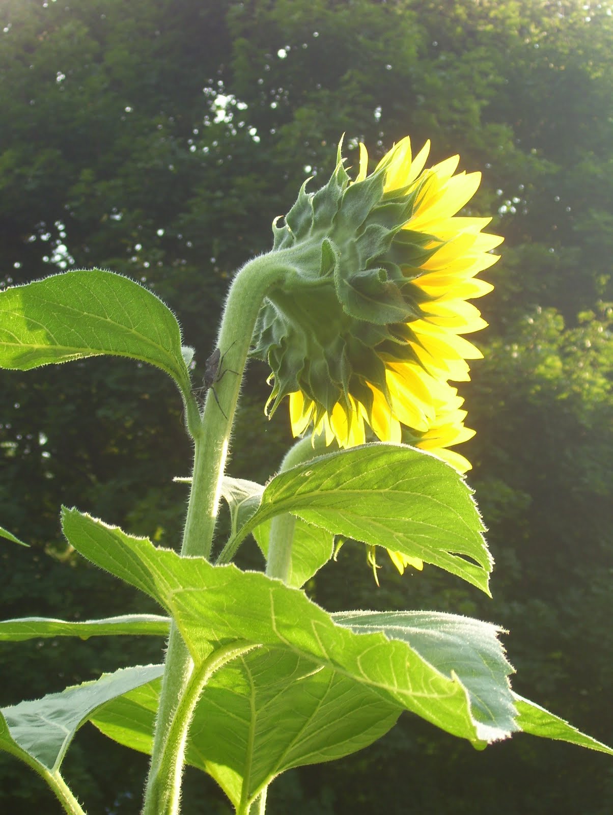 The SunFlowers Opening Day 3...... and A Weird Bug I've Never Seen Before