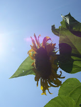 Another Sunflower...Another Grand Opening Day