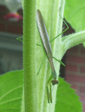 Praying Mantis on a Sunflower