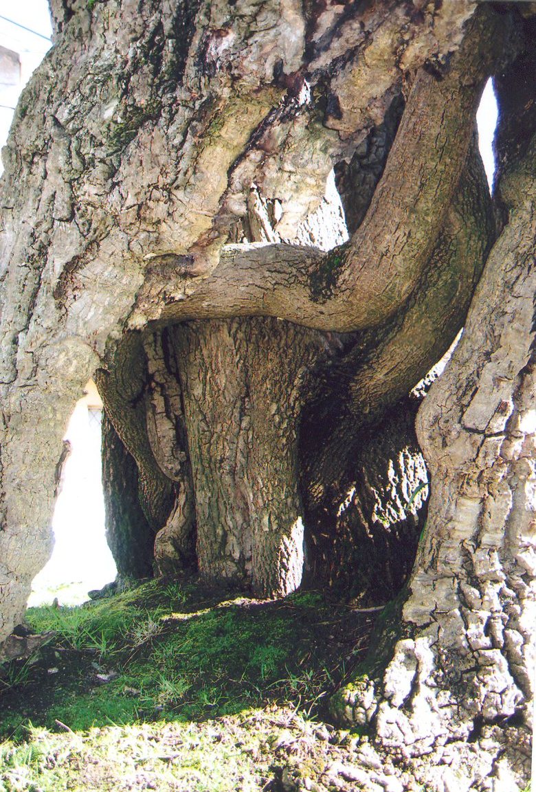 [freixo-Vermoim-0702+(1).jpg]