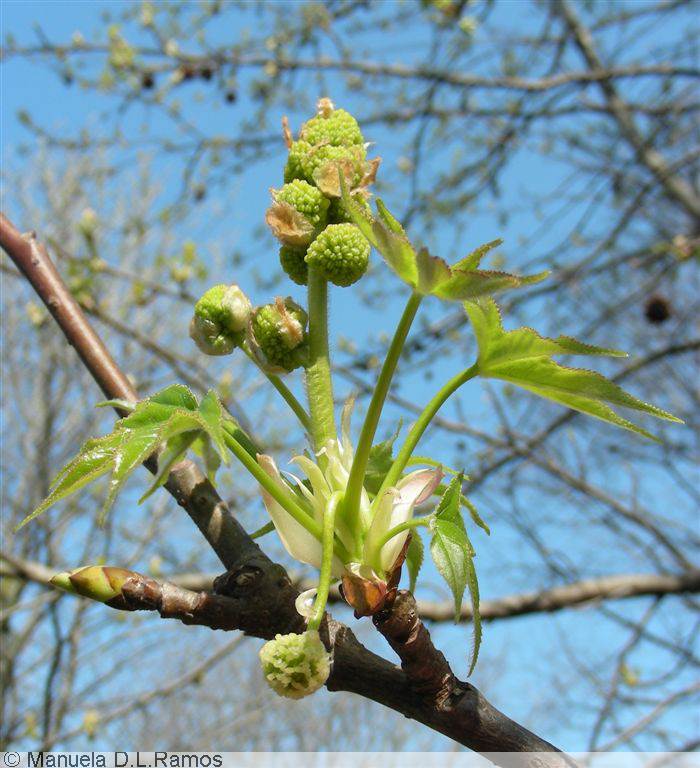 [liquidambar-flores.jpg]