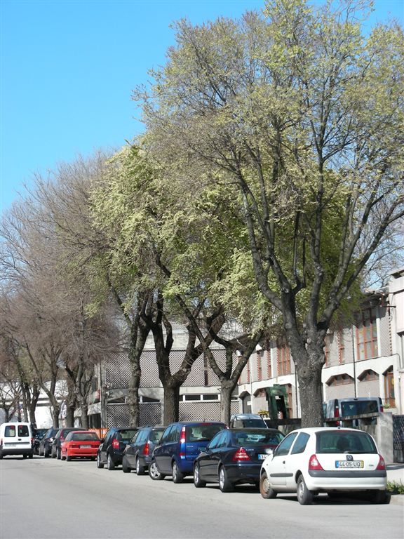 [Ulmus-matosinhos-0703.jpg]