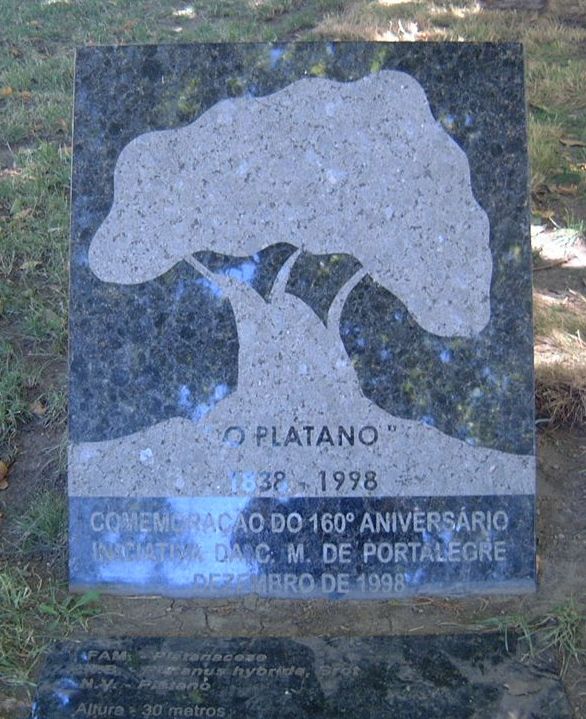 [platano+Portalegre+0802+(3).JPG]