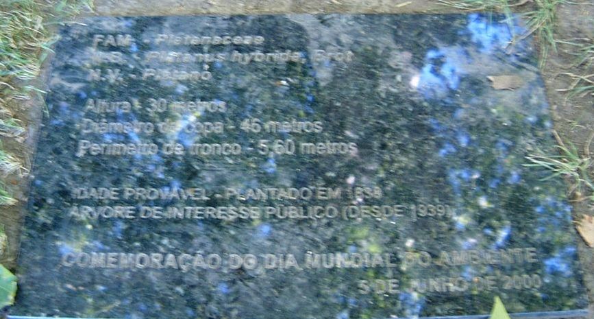 [platano+Portalegre+0802+(2).JPG]