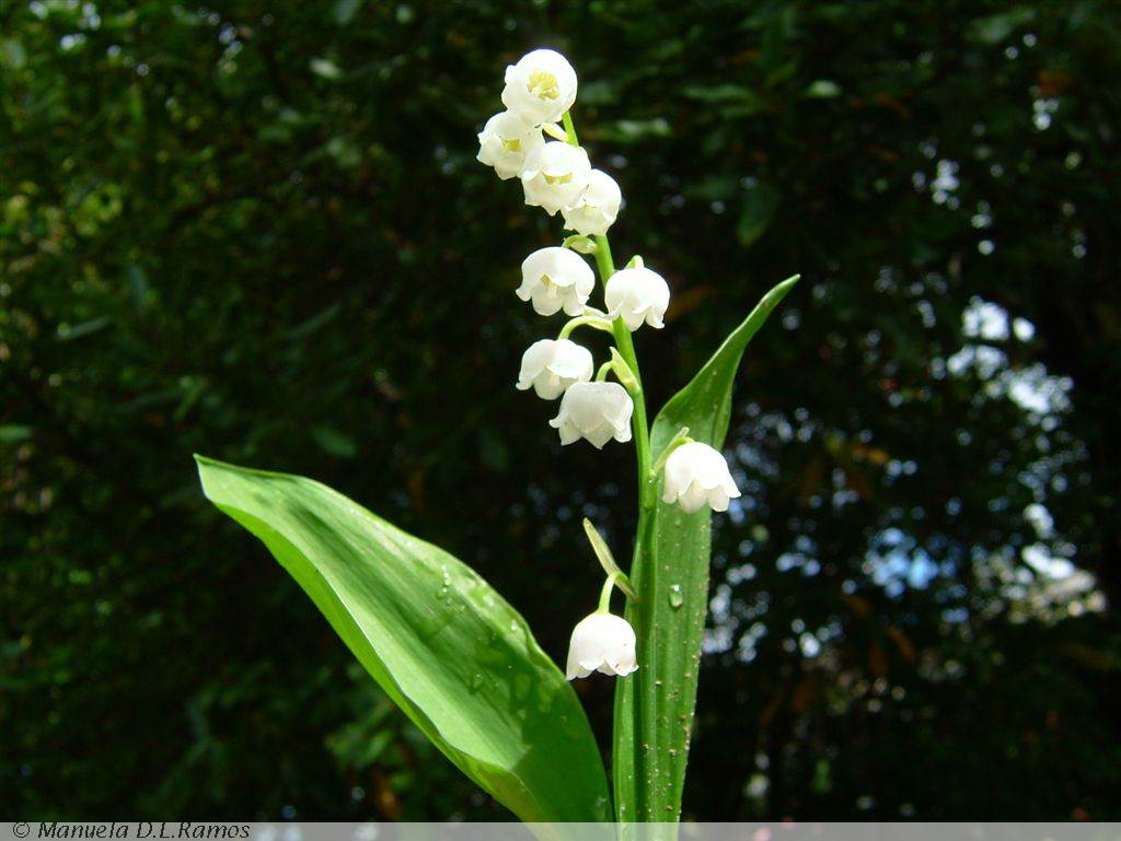 [Convallaria+majalis.jpg]