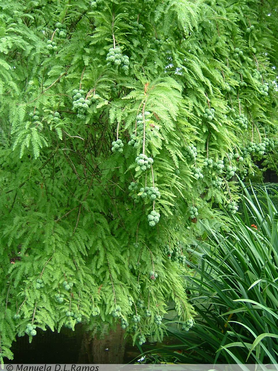 [Taxodium-Aveleda+0408-3.jpg]