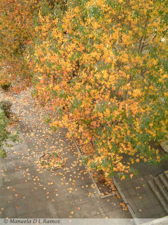 [liquidambar-Ramalde-0311.jpg]