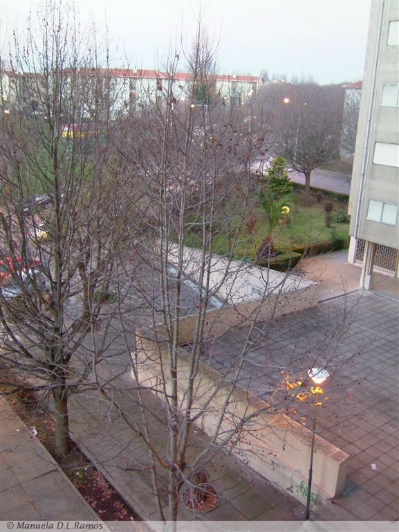 [liquidambar-Ramalde-041230.jpg]