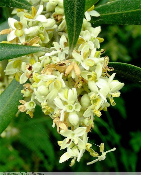 [oliveira-flor-0706.jpg]