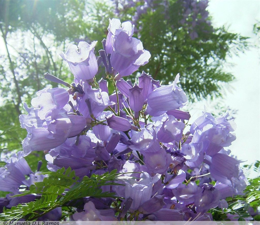 [jacaranda-flores+0506-2.jpg]