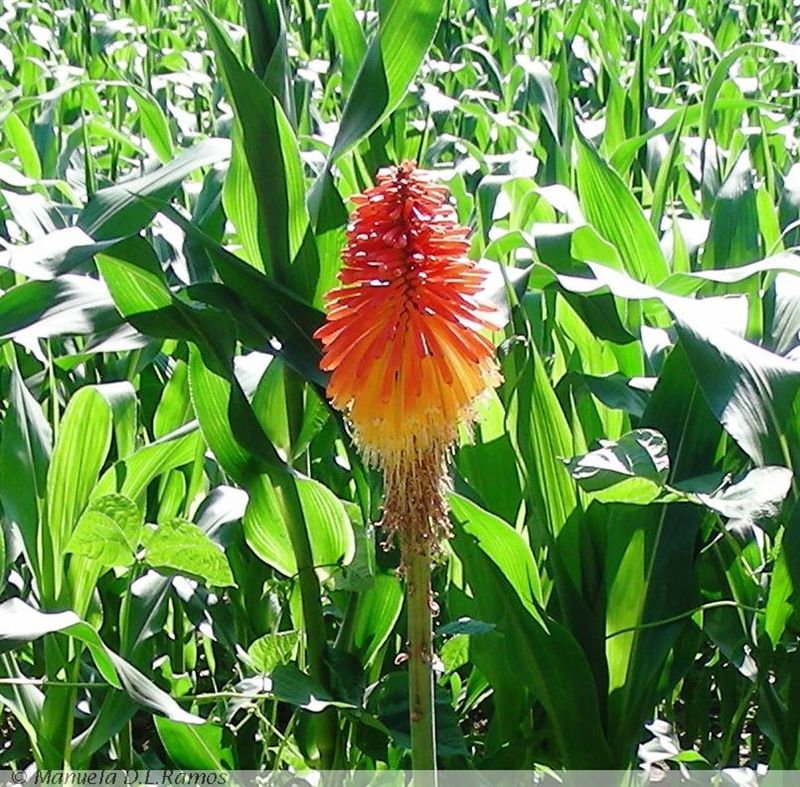 [Kniphofia.jpg]