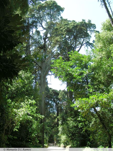 [Cupressus.Bussaco.mdlr.0708+(5).jpg]