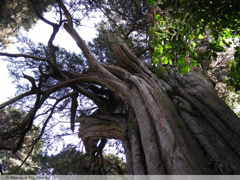 [Cupressus.Bussaco.mdlr.0708+(25).jpg]