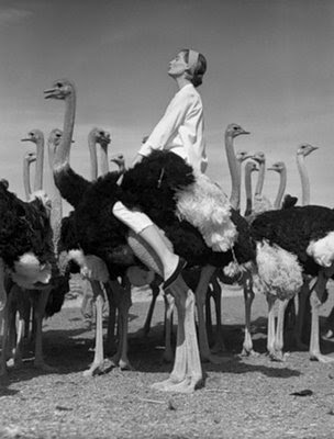 it's all good: What to wear when riding an ostrich