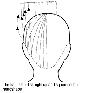 Barber Shop Blog diagram of a tryptophan overdose