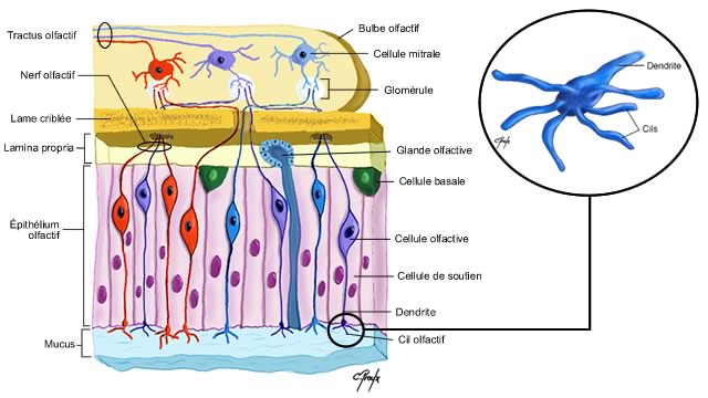 Les odeurs, les parfums et l'Homme: III- La perception des odeurs