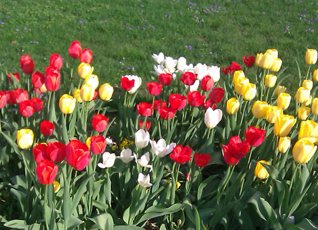 Colorful spring tulips in Florence, MA
