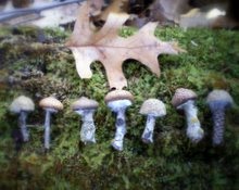 Acorn Mushroom Tutorial