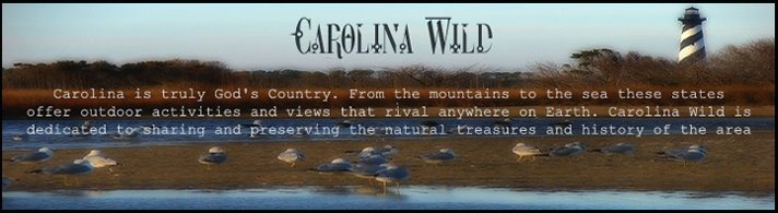 Carolina Wild