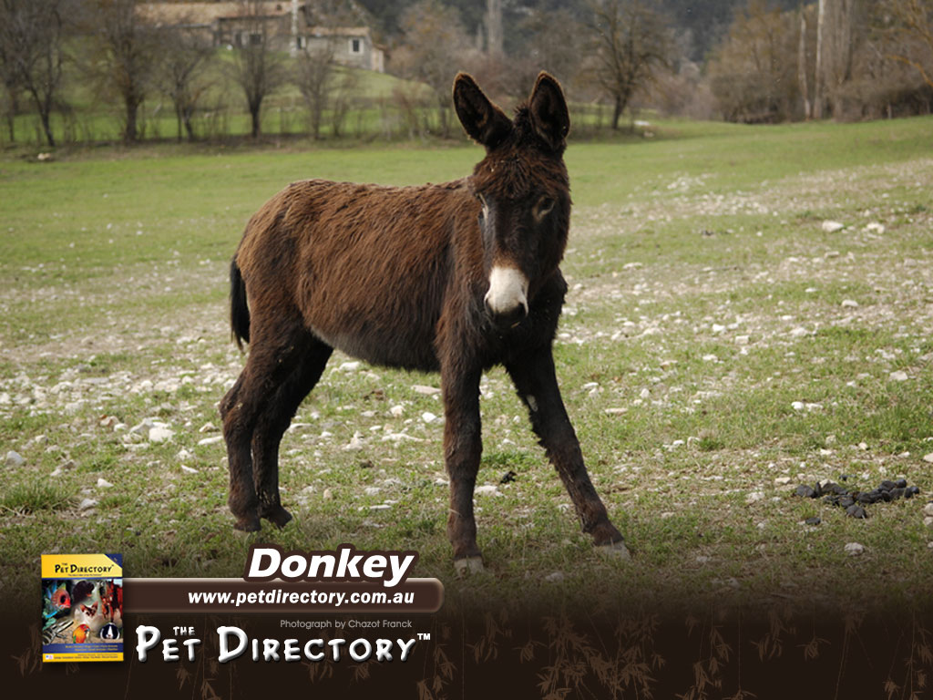 Animal Desktop Wallpapers: Donkey Wallpaper