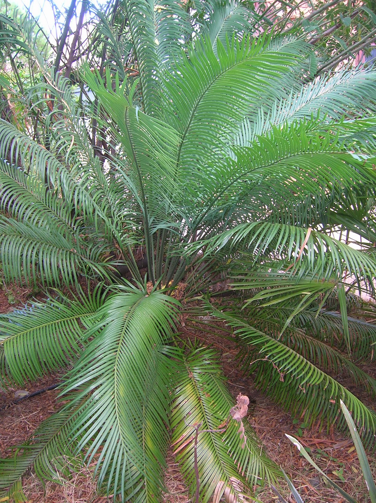 Recregarden CYCAS CIRCINALIS