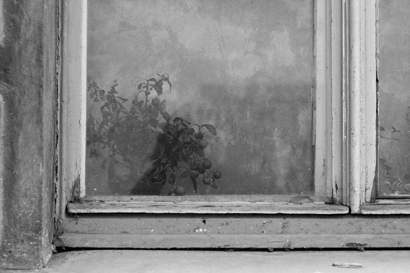 Window with a flower, Prague