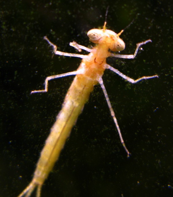 [IMG_3668ss.jpg]