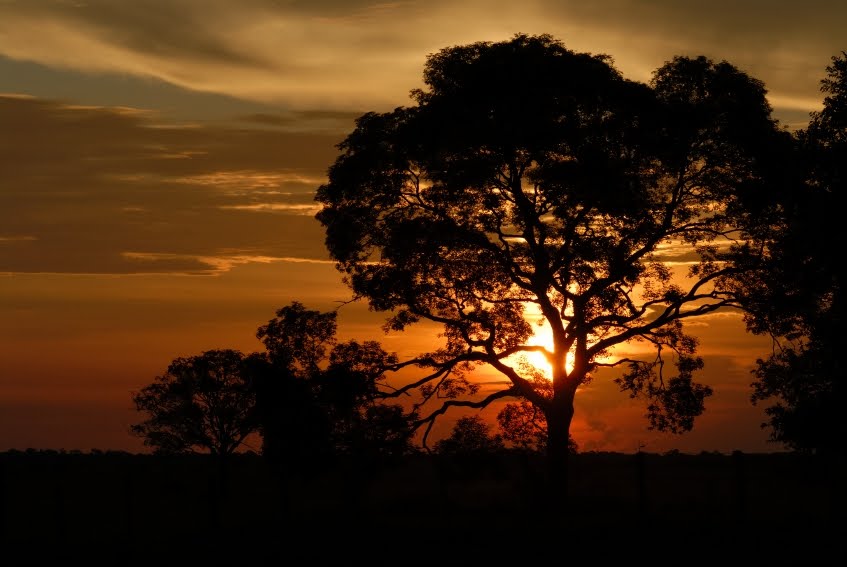 [character+tree.JPG]