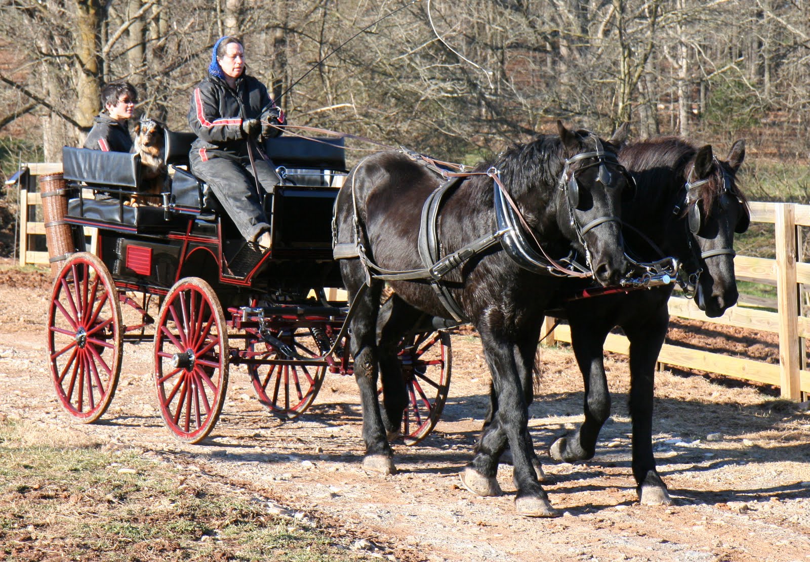 Cielo Azure Percherons Draft horses, Achenbach and driving with all